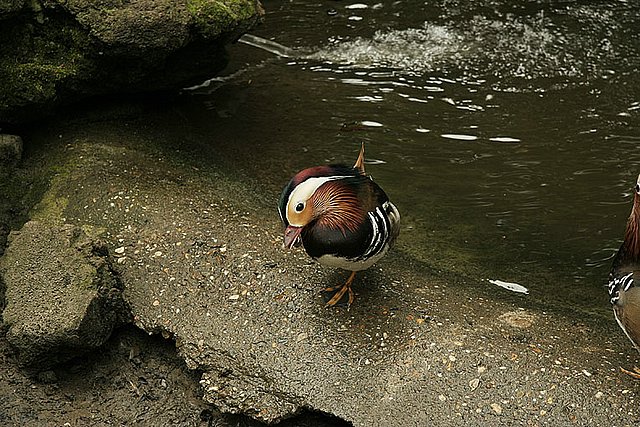 2005 Avifauna (19)